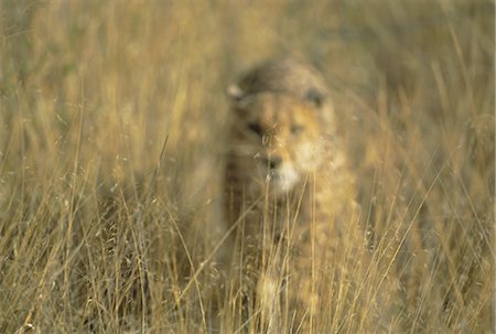 Cheetah stalking, Namibia, Africa Stock Photo - Rights-Managed, Code: 841-03057008