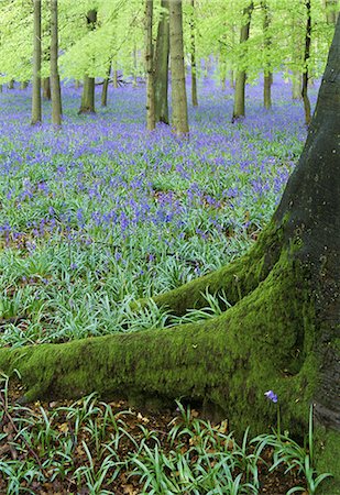 simsearch:841-07204862,k - Bluebells in beech woodland, Buckinghamshire, England, United Kingdom, Europe Foto de stock - Con derechos protegidos, Código: 841-03057003