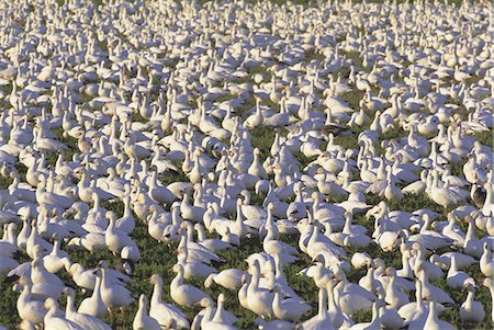 Oies des neiges en hiver, Bosque del Apache, Nouveau-Mexique, États-Unis d'Amérique, Amérique du Nord Photographie de stock - Rights-Managed, Code: 841-03057014