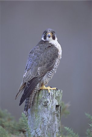 simsearch:841-02709991,k - Faucon pèlerin (Falco peregrinus), Ecosse, Royaume-Uni, Europe Photographie de stock - Rights-Managed, Code: 841-03057018