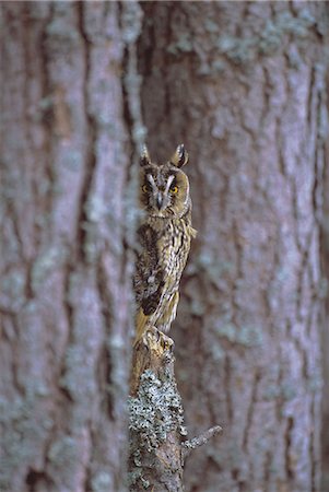 simsearch:841-03060934,k - Long eared owl (Asio otus) in winter, Scotland, United Kingdom, Europe Stock Photo - Rights-Managed, Code: 841-03057012