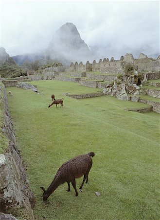 south america ancient civilizations peru - Inca ruins, Machu Picchu, UNESCO World Heritage Site, Peru, South America Stock Photo - Rights-Managed, Code: 841-03057032