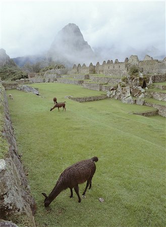 simsearch:841-02705637,k - Inca ruins, Machu Picchu, UNESCO World Heritage Site, Peru, South America Foto de stock - Con derechos protegidos, Código: 841-03057032