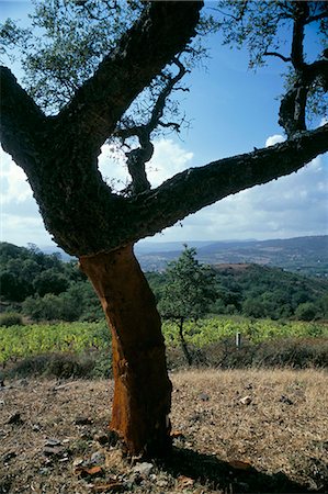 simsearch:841-03057209,k - Cork oak trees, Bagia, island of Sardinia, Italy, Mediterranean, Europe Foto de stock - Con derechos protegidos, Código: 841-03057086