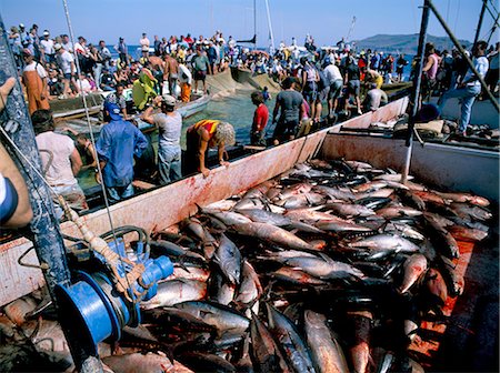 sicily fishing industry - Tuna fish catch, Favignana Island, Egadi Islands, Sicily, Italy, Mediterranean, Europe Stock Photo - Rights-Managed, Code: 841-03057196