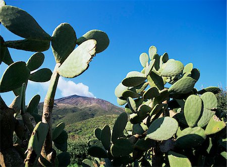 prickly pear cactus - Stromboli, Aeolian Islands (Liparia Islands), UNESCO World Heritage Site, Italy, Mediterranean, Europe Foto de stock - Con derechos protegidos, Código: 841-03057338