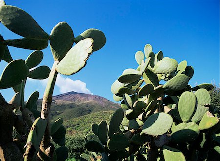 figue de barbarie - Stromboli, Iles Eoliennes (îles Liparia), l'UNESCO World Heritage Site (Italie), Méditerranée, Europe Photographie de stock - Rights-Managed, Code: 841-03057338