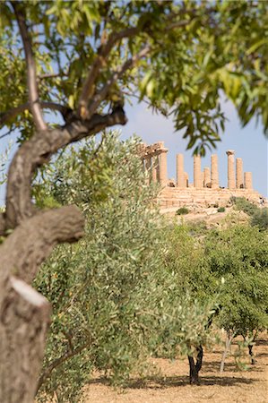 ruins sicily - Olive and almond trees and the Temple of Juno, Valley of the Temples, Agrigento, UNESCO World Heritage Site, Sicily, Italy, Europe Stock Photo - Rights-Managed, Code: 841-03057460