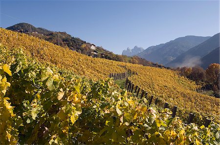 simsearch:6119-08740458,k - Vignobles, Val di Funes, Dolomites, province de Bolzano, Trentin-Haut-Adige, Italie, Europe Photographie de stock - Rights-Managed, Code: 841-03057540