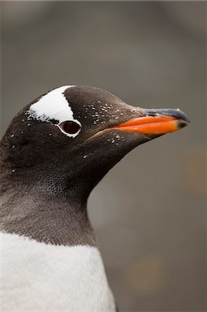 penguin beak close up - Gentoo penguin, Aitcho Island, South Shetland Islands, Antarctica, Polar Regions Stock Photo - Rights-Managed, Code: 841-03057704