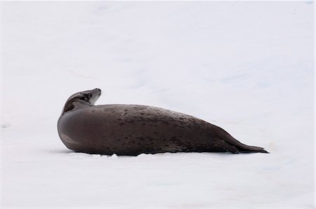 Crabeater seal (Lobodon carcinophagus) on iceberg near Pleneau Island, Lemaire Channel, Antarctic Peninsula, Antarctica, Polar Regions Foto de stock - Con derechos protegidos, Código: 841-03057738