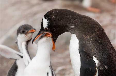 Gentoo penguins, Petermann Island, Lemaire Channel, Antarctic Peninsula, Antarctica, Polar Regions Foto de stock - Con derechos protegidos, Código: 841-03057739