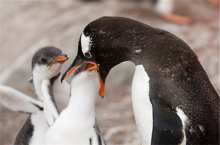 simsearch:841-03057779,k - Gentoo penguins, Petermann Island, Lemaire Channel, Antarctic Peninsula, Antarctica, Polar Regions Foto de stock - Con derechos protegidos, Código: 841-03057739