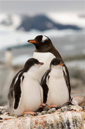Gentoo penguins, Petermann Island, Lemaire Channel, Antarctic Peninsula, Antarctica, Polar Regions Foto de stock - Con derechos protegidos, Código: 841-03057744