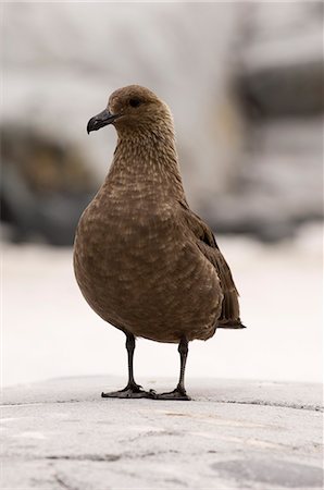 South Polar skua (Stercorarius maccormicki), Petermann Island, Lemaire Channel, Antarctic Peninsula, Antarctica, Polar Regions Foto de stock - Con derechos protegidos, Código: 841-03057742