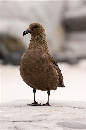 simsearch:841-03490194,k - South Polar skua (Stercorarius maccormicki), Petermann Island, Lemaire Channel, Antarctic Peninsula, Antarctica, Polar Regions Foto de stock - Con derechos protegidos, Código: 841-03057742