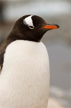 Gentoo penguin, Petermann Island, Lemaire Channel, Antarctic Peninsula, Antarctica, Polar Regions Foto de stock - Con derechos protegidos, Código: 841-03057743