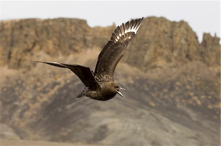 simsearch:841-03057750,k - South Polar skua (Stercorarius maccormicki), Telephone Bay, Deception Island, South Shetland Islands, Antarctica, Polar Regions Foto de stock - Con derechos protegidos, Código: 841-03057751