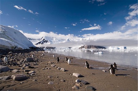 Gentoo penguins, Neko Harbor, Gerlache Strait, Antarctic Peninsula, Antarctica, Polar Regions Foto de stock - Direito Controlado, Número: 841-03057768