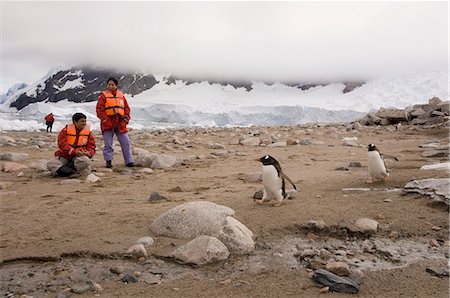Touristes cherchant à gentoo pingouins, Neko Harbor, détroit de Gerlache, péninsule de l'Antarctique, l'Antarctique, les régions polaires Photographie de stock - Rights-Managed, Code: 841-03057772