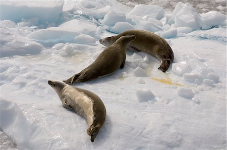Crabeater seals (Lobodon carcinophagus), Lemaire Channel, Antarctic Peninsula, Antarctica, Polar Regions Foto de stock - Con derechos protegidos, Código: 841-03057782