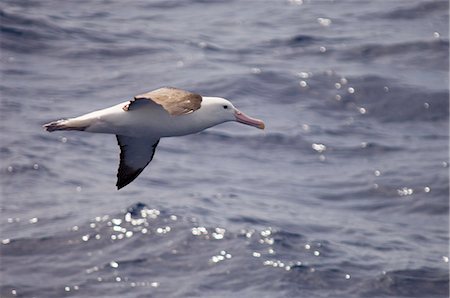 pétrel - Northern giant petrel (Macronectes halli), Drake Passage, Chile, South America Foto de stock - Con derechos protegidos, Código: 841-03057890