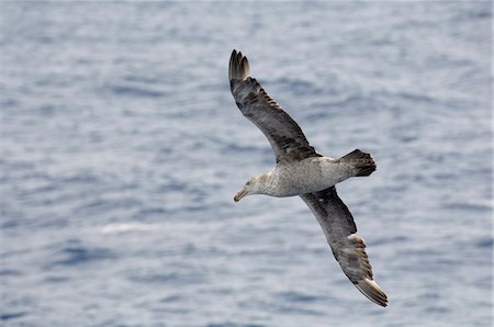 paso de drake - Northern giant petrel (Macronectes halli), Drake Passage, Chile, South America Foto de stock - Con derechos protegidos, Código: 841-03057912