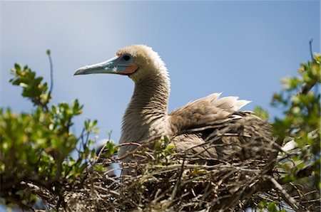 Fou à pieds rouges, île aux oiseaux, Tikehau, archipel des Tuamotu, Polynésie française, îles du Pacifique, du Pacifique Photographie de stock - Rights-Managed, Code: 841-03058112