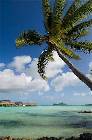 simsearch:841-03058165,k - Pearl Beach Resort, Bora-Bora, Leeward group, Society Islands, French Polynesia, Pacific Islands, Pacific Foto de stock - Con derechos protegidos, Código: 841-03058190