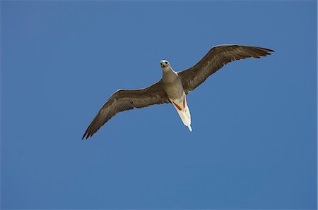 Red-footed booby, Bird Island, Tikehau, Tuamotu Archipelago, French Polynesia, Pacific Islands, Pacific Foto de stock - Con derechos protegidos, Código: 841-03058246