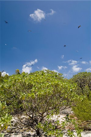 simsearch:841-03058251,k - Bird Island, Tikehau, Tuamotu Archipelago, French Polynesia, Pacific Islands, Pacific Foto de stock - Con derechos protegidos, Código: 841-03058247