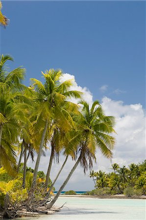 rangiroa atoll - Blue Lagoon, Rangiroa, Tuamotu archipel, Polynésie française, îles du Pacifique, du Pacifique Photographie de stock - Rights-Managed, Code: 841-03058293