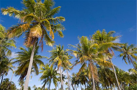 fakarava - Fakarawa, Tuamotu Archipelago, French Polynesia, Pacific Islands, Pacific Fotografie stock - Rights-Managed, Codice: 841-03058328