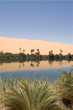 palm tree in the sahara desert - Umm El Ma lake, Erg Awbari, Sahara desert, Fezzan, Libya, North Africa, Africa Stock Photo - Rights-Managed, Code: 841-03058577