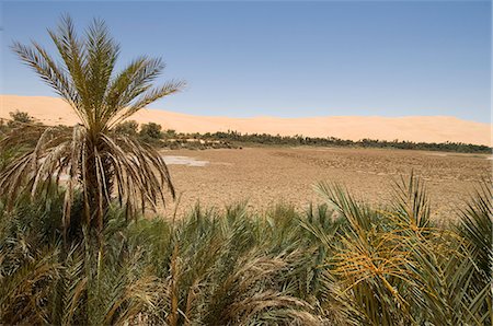 palm tree in the sahara desert - Mandara lake, Erg Awbari, Sahara desert, Fezzan, Libya, North Africa, Africa Stock Photo - Rights-Managed, Code: 841-03058578