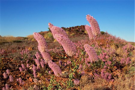 Mulla mulla wildflowers, road to Tom Price, Pilbara, Western Australia, Australia, Pacific Foto de stock - Con derechos protegidos, Código: 841-03058667