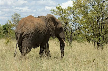 simsearch:841-03490247,k - Elephant, Meru National Park, Kenya, East Africa, Africa Foto de stock - Con derechos protegidos, Código: 841-03058795