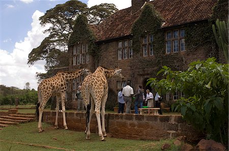 Rothschild-Giraffe, Giraffe Manor, Nairobi, Kenia, Ostafrika, Afrika Stockbilder - Lizenzpflichtiges, Bildnummer: 841-03058790