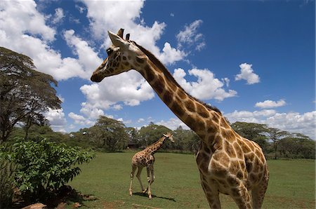 Rothschild giraffe, Giraffe Manor, Nairobi, Kenya, East Africa, Africa Fotografie stock - Rights-Managed, Codice: 841-03058791