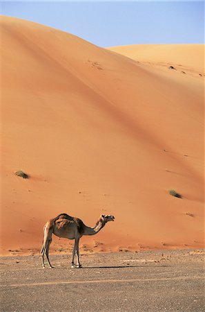 dunas de wahiba - Camel in the desert, Wahiba Sands, Sharqiyah region, Oman, Middle East Foto de stock - Direito Controlado, Número: 841-03064148