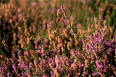 simsearch:841-03064171,k - Bruyère (Calluna vulgaris), sur les pentes du Parc National de Yorkshire Dales, Yorkshire, Angleterre, Royaume-Uni, Europe Photographie de stock - Rights-Managed, Code: 841-03064187