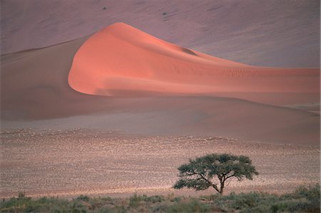 simsearch:841-03034396,k - Red sand dunes, up to 300m, Sossusvlei, Namib-Naukluft Desert Park, Namibia, Africa Stock Photo - Rights-Managed, Code: 841-03064205