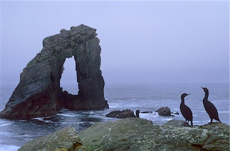 foula shetland - Shags and Gaada Stack, a natural arch 45 m high, old red sandstone, Foula, Shetland Islands, Scotland, United Kingdom, Europe Stock Photo - Rights-Managed, Code: 841-03064237