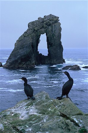 foula shetland - Shags and Gaada Stack, a natural arch 45 m high, old red sandstone, Foula, Shetland Islands, Scotland, United Kingdom, Europe Stock Photo - Rights-Managed, Code: 841-03064238