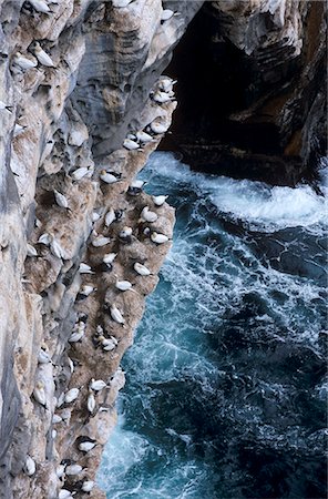 shetland islands - Gannets nesting on cliffs of Noss National Nature Reserve, (home to 10000 birds in summer), Noss, Shetland Islands, Scotland, United Kingdom, Europe Stock Photo - Rights-Managed, Code: 841-03064247