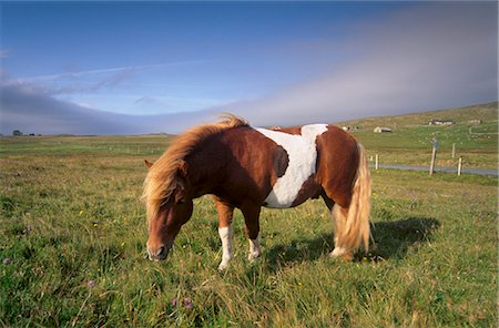 poni - Shetland pony, Unst, Shetland Islands, Scotland, United Kingdom, Europe Foto de stock - Con derechos protegidos, Código: 841-03064323