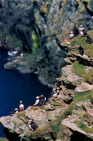 Macareux moines sur les falaises où ils se reproduisent en grand nombre, la réserve naturelle de Hermaness, Unst, îles Shetland, Ecosse, Royaume-Uni, Europe Photographie de stock - Rights-Managed, Code: 841-03064345