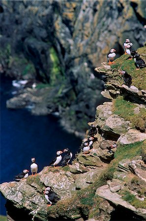 shetland islands - Puffins on cliffs, where they breed in large numbers, Hermaness Nature Reserve, Unst, Shetland Islands, Scotland, United Kingdom, Europe Stock Photo - Rights-Managed, Code: 841-03064345