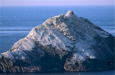 simsearch:841-03064351,k - Hermaness cliffs and gannetry, Hermaness Nature Reserve, Unst, Shetland Islands, Scotland, United Kingdom, Europe Foto de stock - Con derechos protegidos, Código: 841-03064342