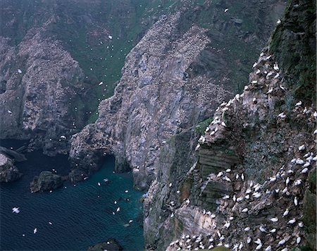 Cliffs of Hermaness Nature Reserve, large gannetry at Saito, Unst, Shetland Islands, Scotland, United Kingdom, Europe Stock Photo - Rights-Managed, Code: 841-03064355